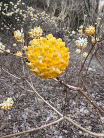 ミツマタの”イエローボール”