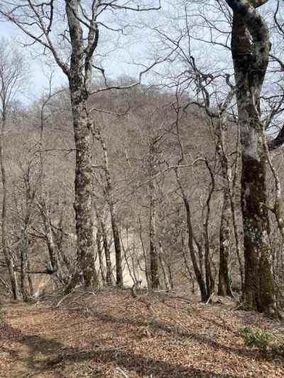 畦ヶ丸とブナ林