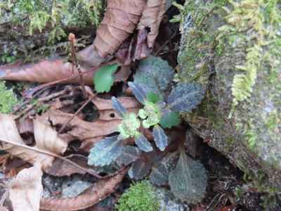 ヨゴレネコノメ&nbsp;